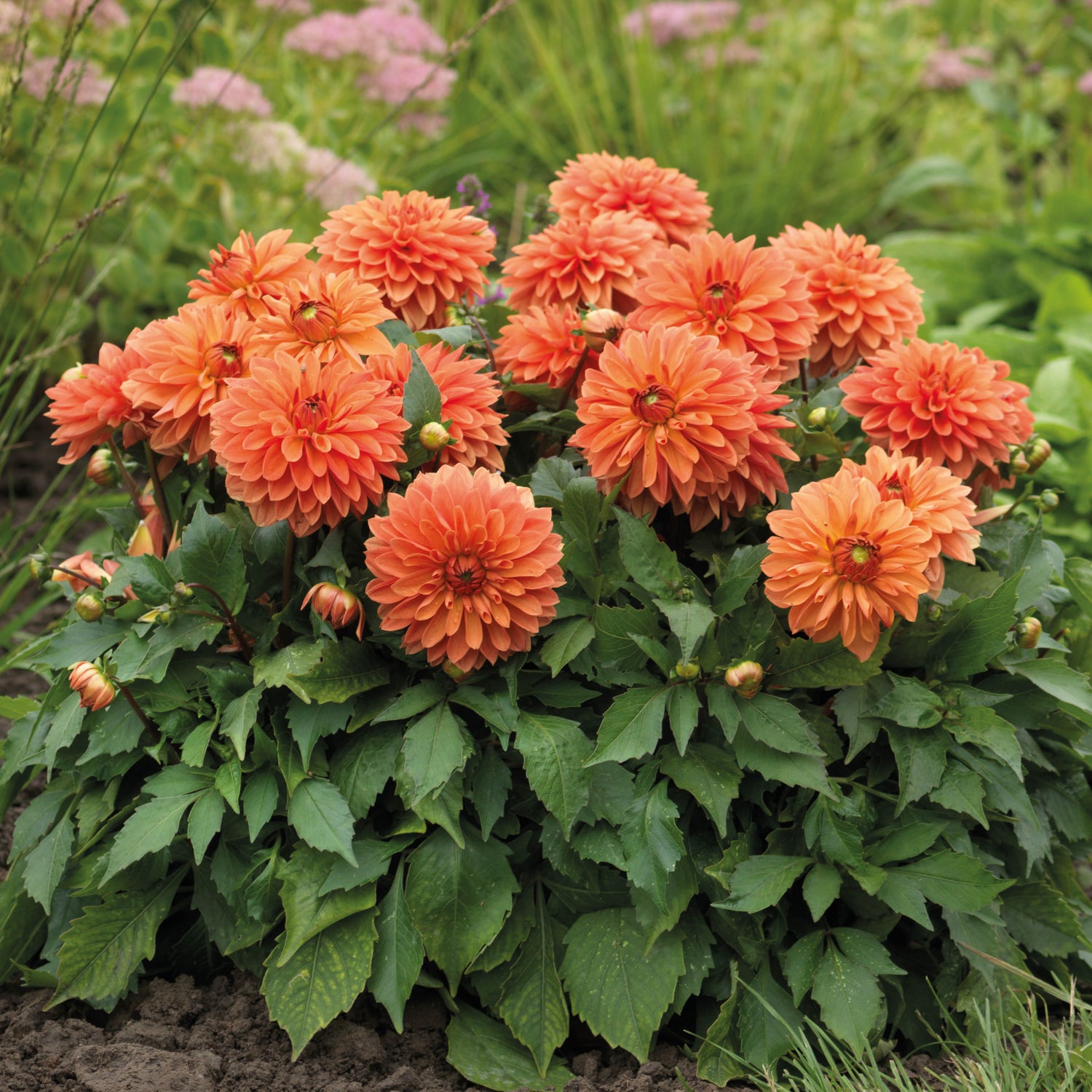3 kpl Daalia ’Maxi Apricot'