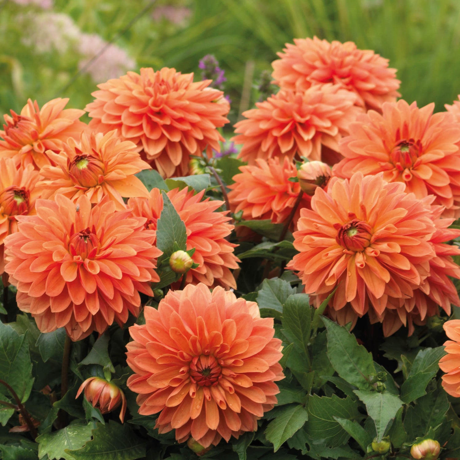 3 kpl Daalia ’Maxi Apricot'