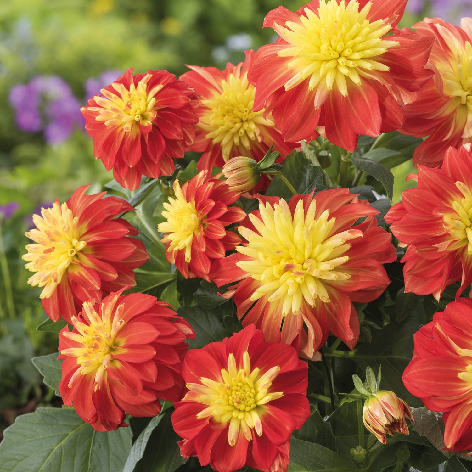3 kpl Daalia ’Maxi Fire Ball'