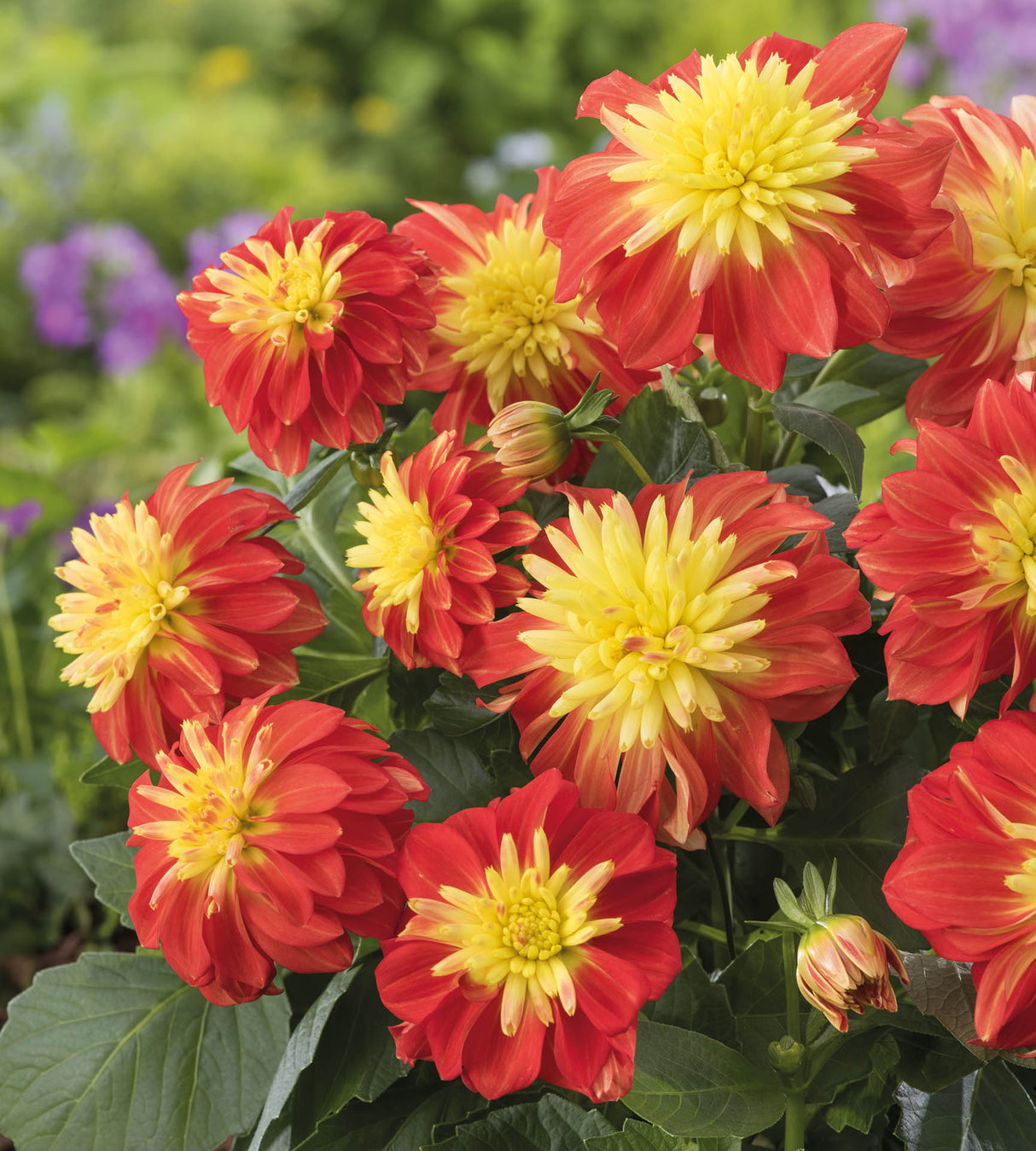 3 kpl Daalia ’Maxi Fire Ball'