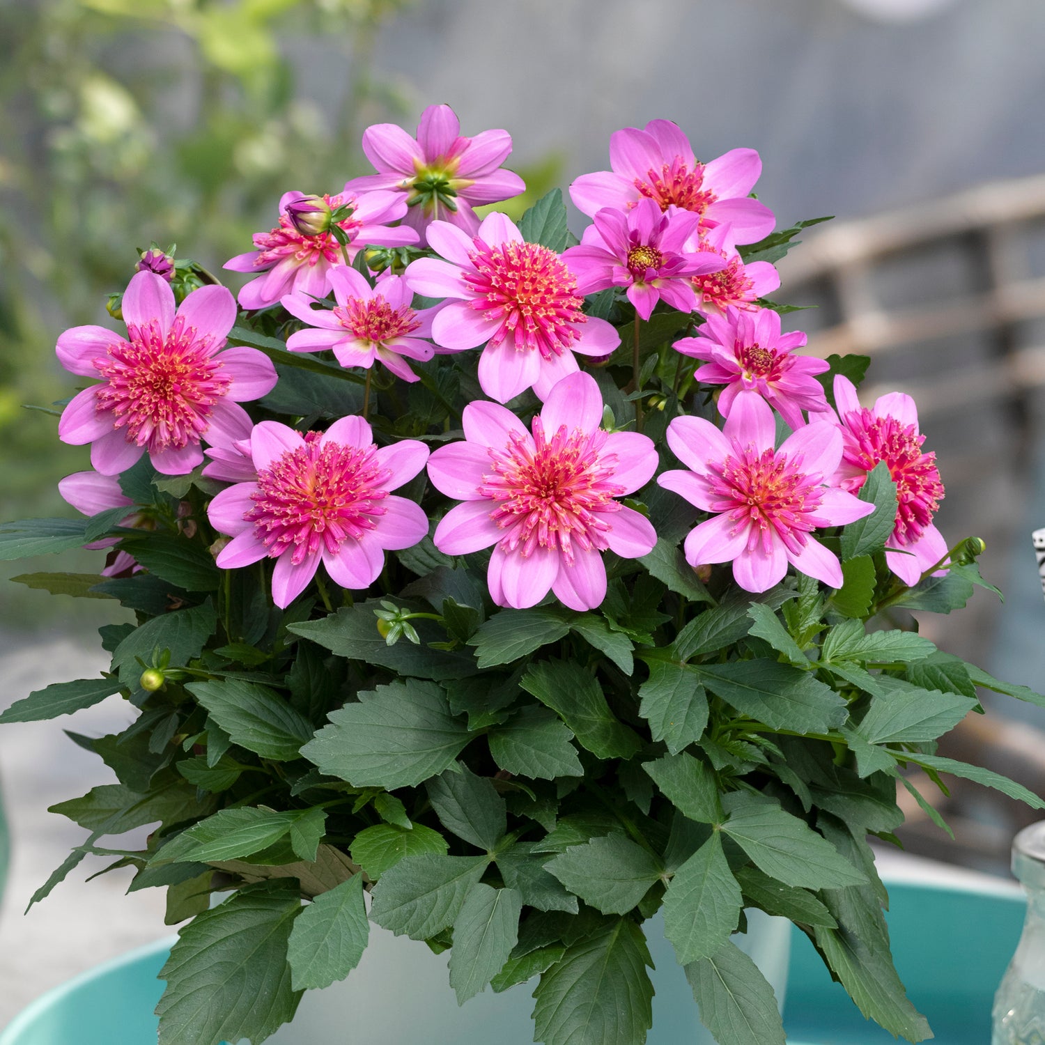 Daalia ’Pink Starburst' 3 kpl