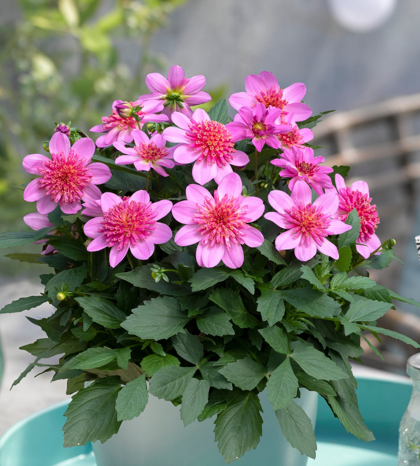 3 kpl Daalia ’Pink Starburst'