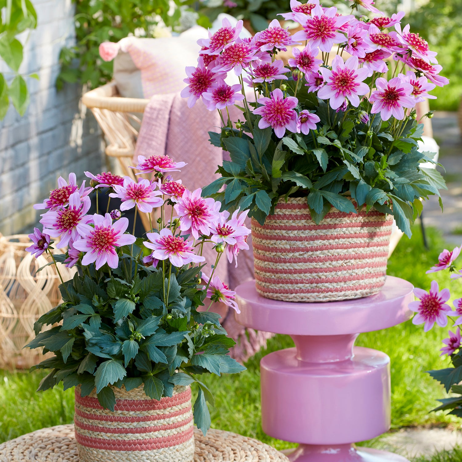 Daalia ’Pink Starburst' 3 kpl