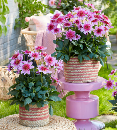 3 kpl Daalia ’Pink Starburst'
