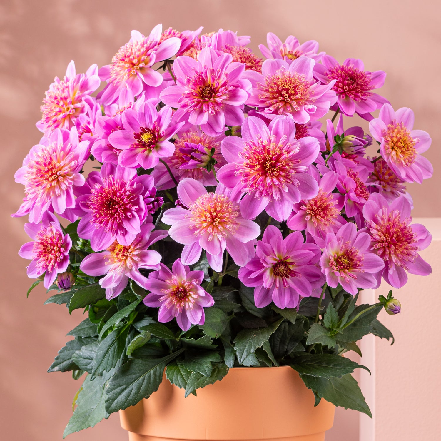 Daalia ’Pink Starburst' 3 kpl