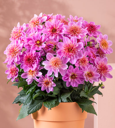 3 kpl Daalia ’Pink Starburst'