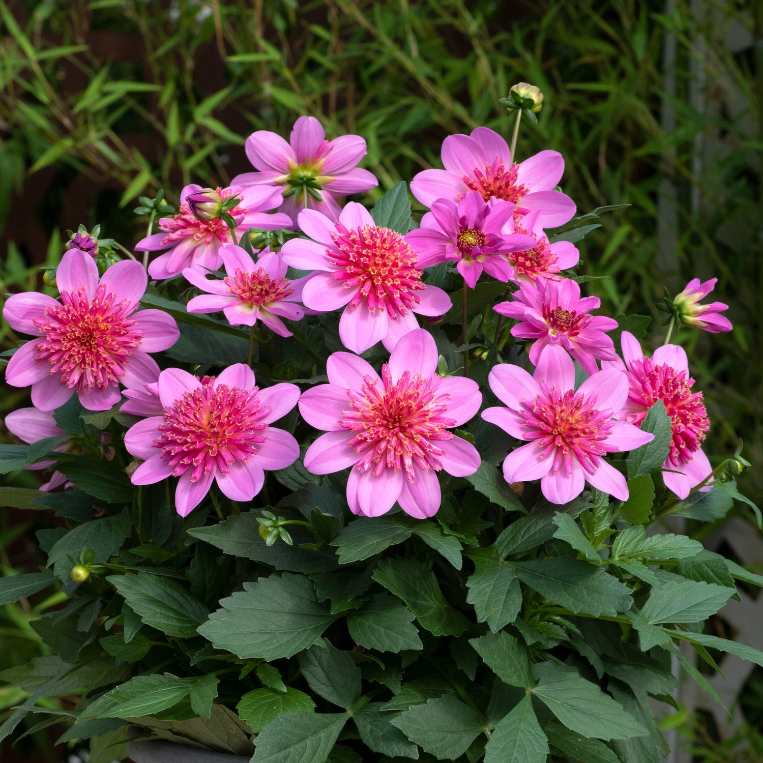 Daalia ’Pink Starburst' 3 kpl