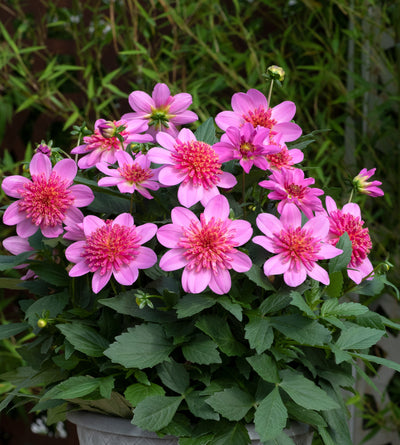 3 kpl Daalia ’Pink Starburst'