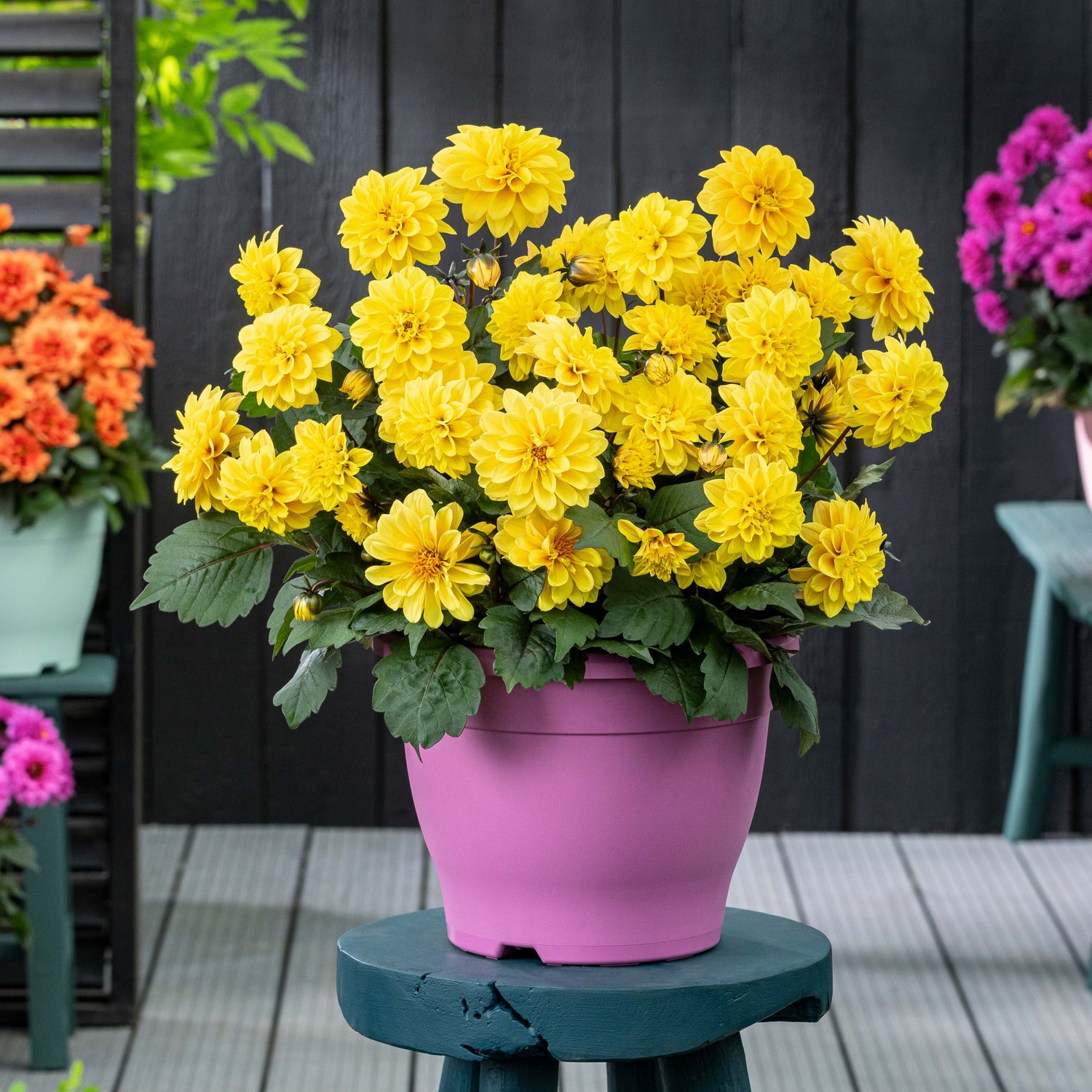 Daalia 'Golden Yellow' 3 kpl