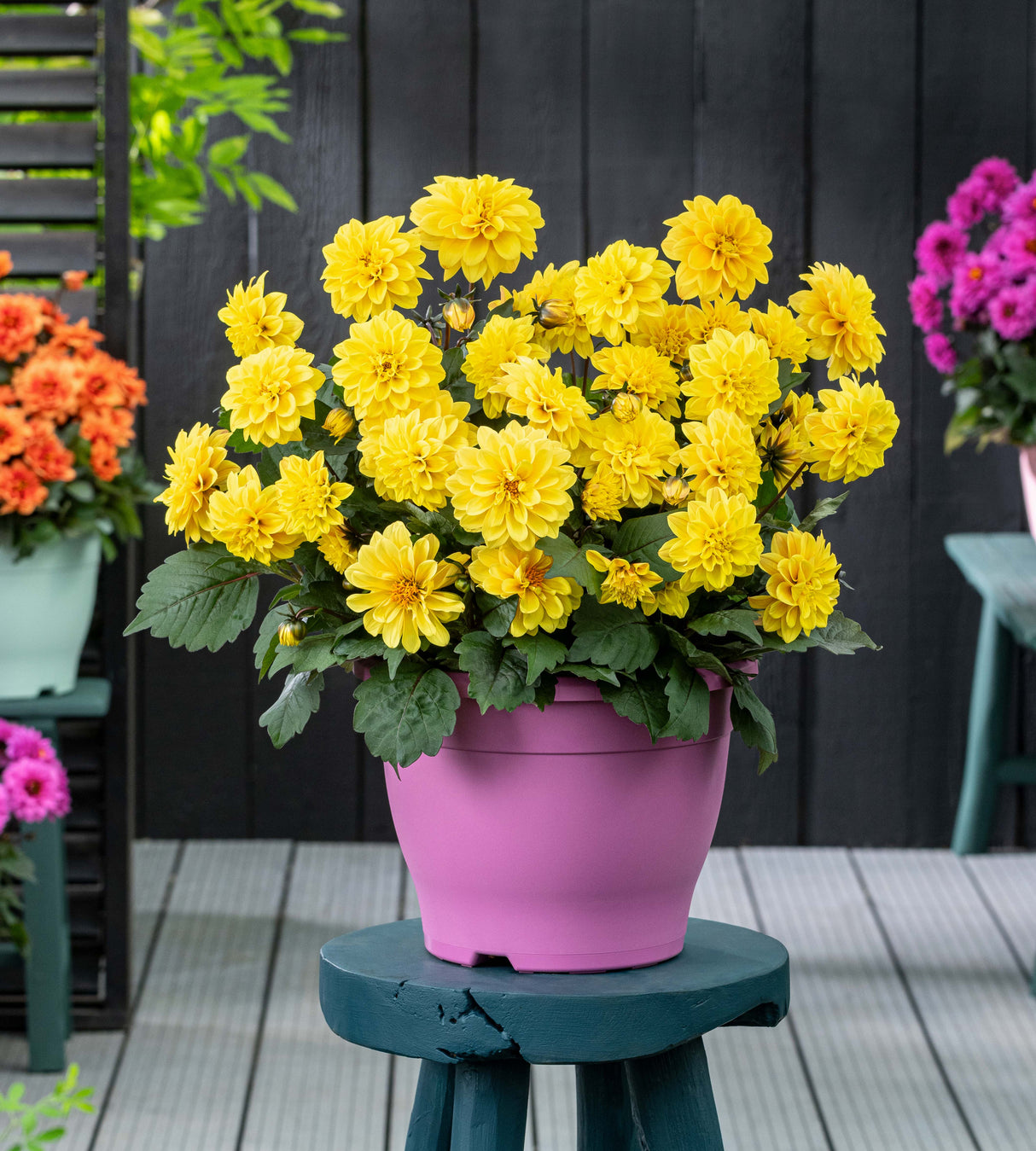 Daalia 'Golden Yellow' 3 kpl
