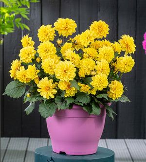 Daalia 'Golden Yellow' 3 kpl