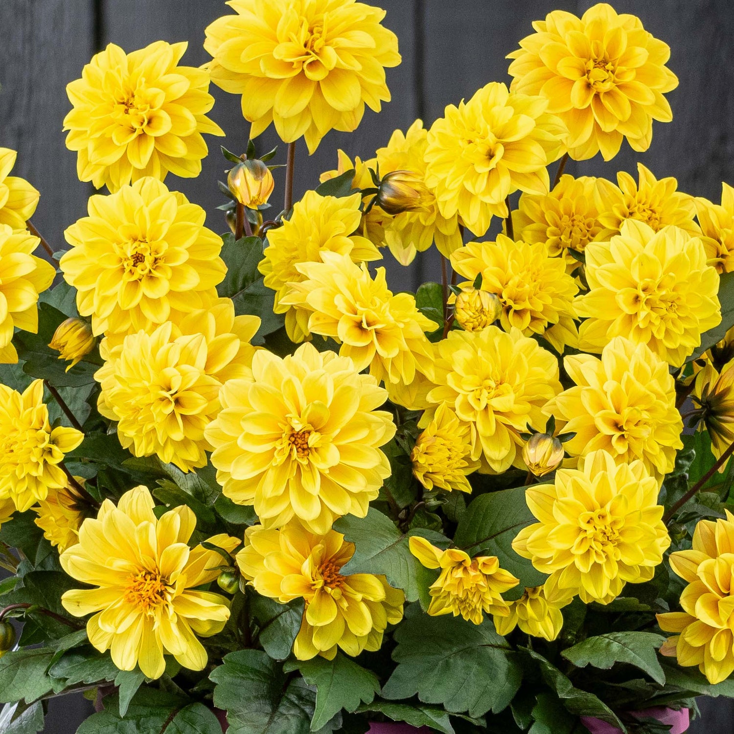 Daalia 'Golden Yellow' 3 kpl