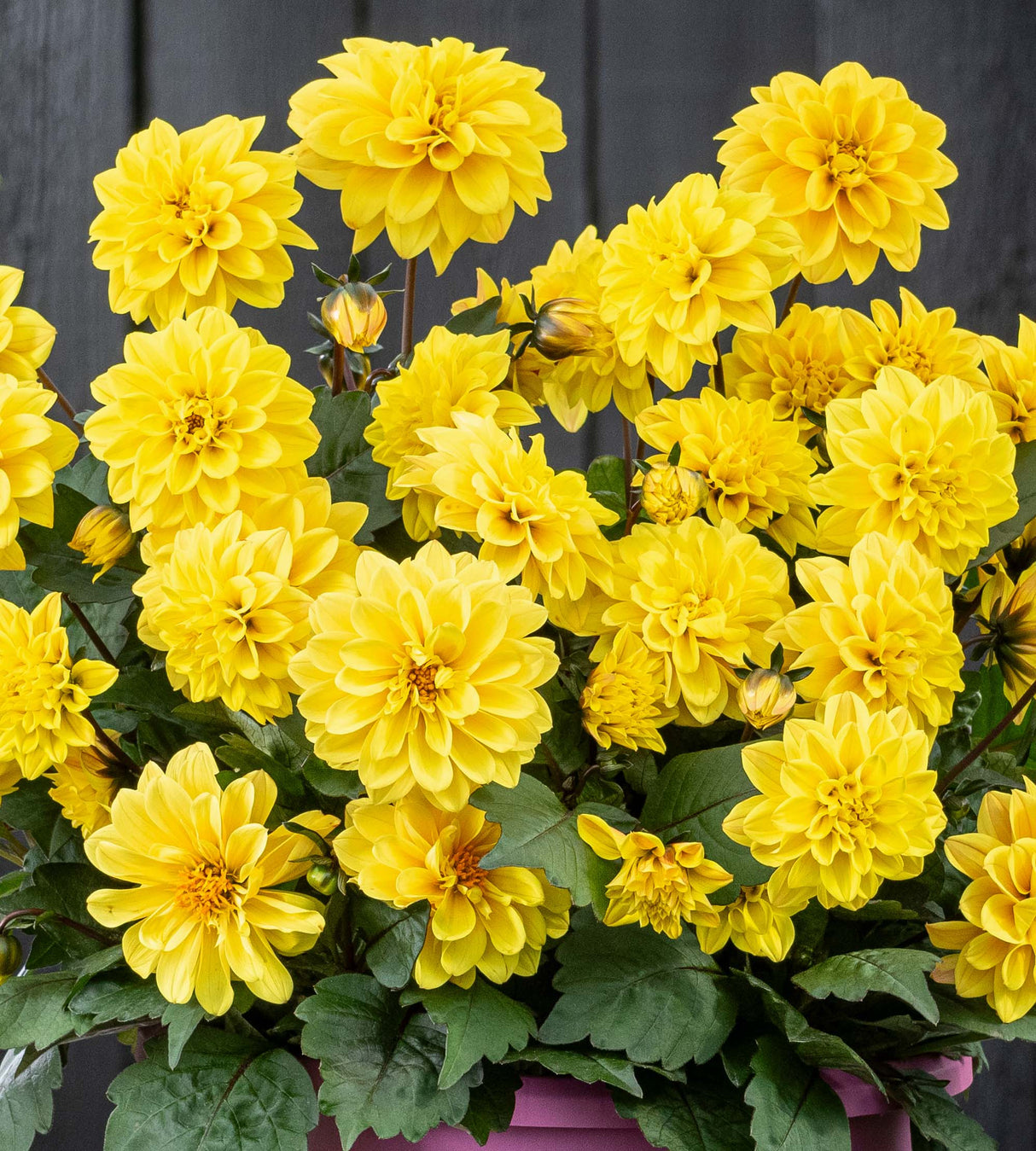 Daalia 'Golden Yellow' 3 kpl