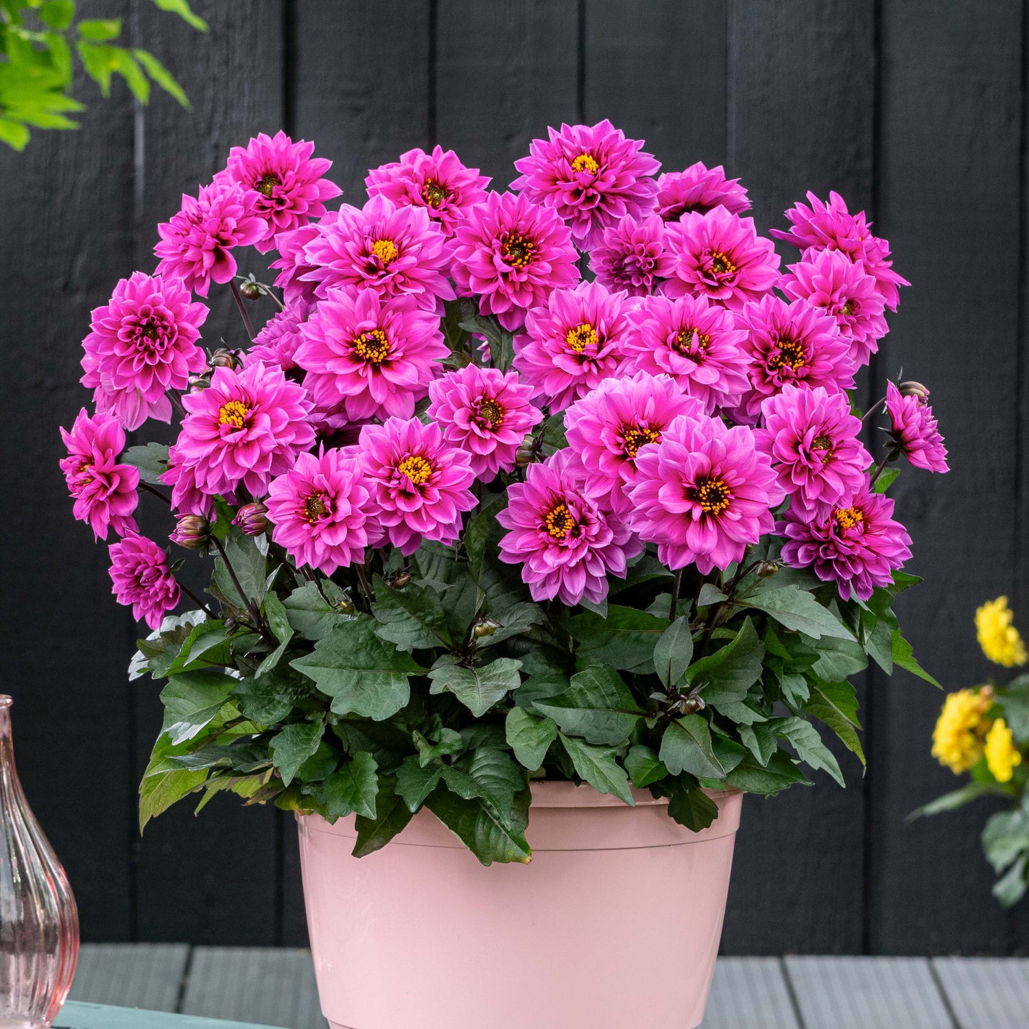 Daalia 'Lilac' 3 kpl