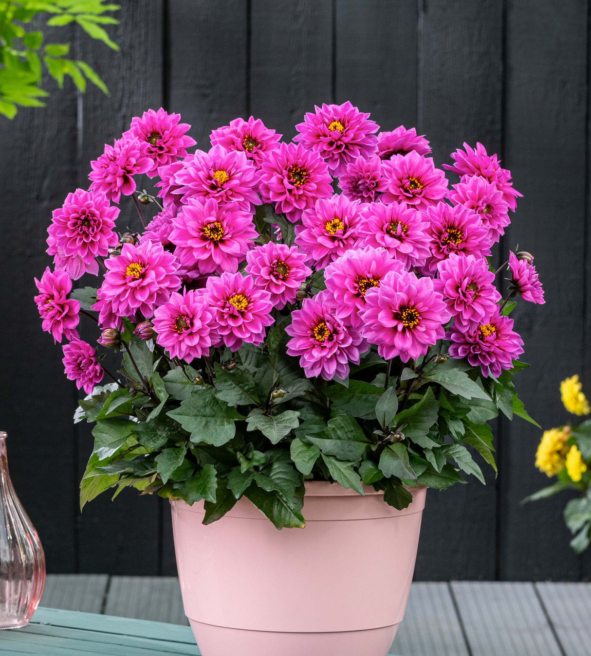 Daalia 'Lilac' 3 kpl