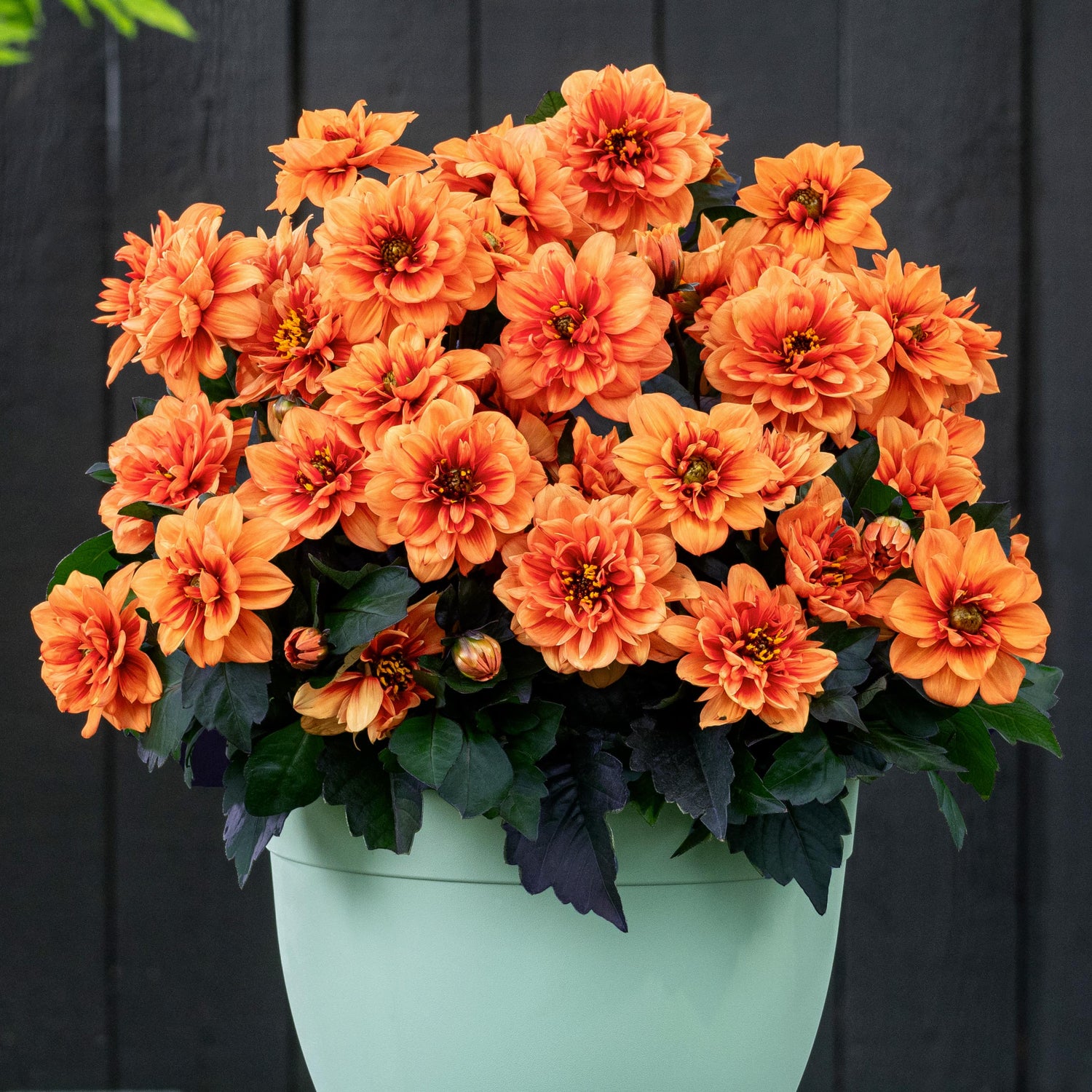 Daalia 'Orange' 3 kpl