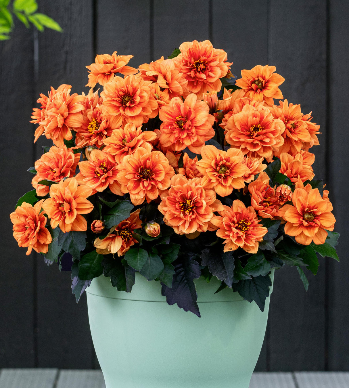 Daalia 'Orange' 3 kpl