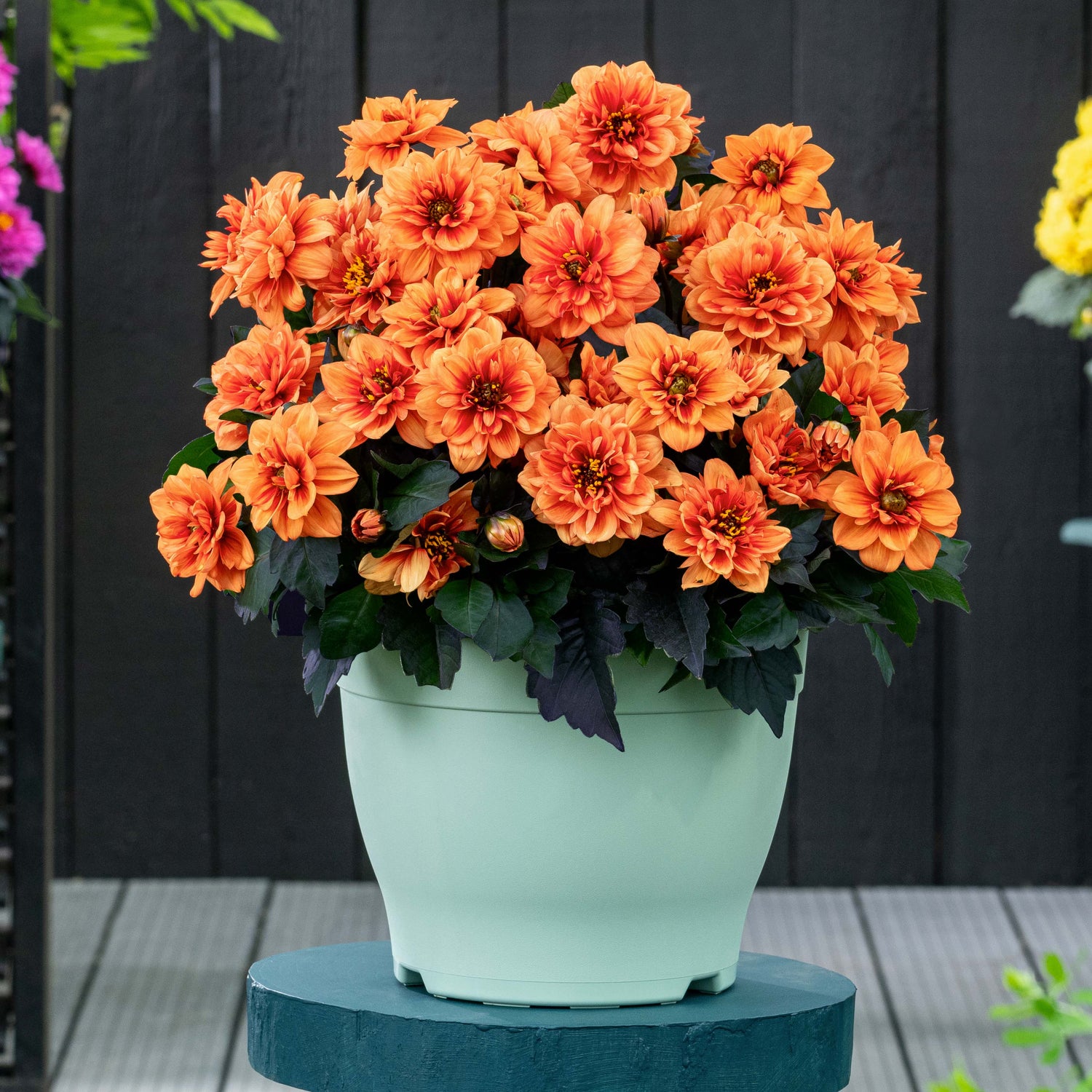 Daalia 'Orange' 3 kpl