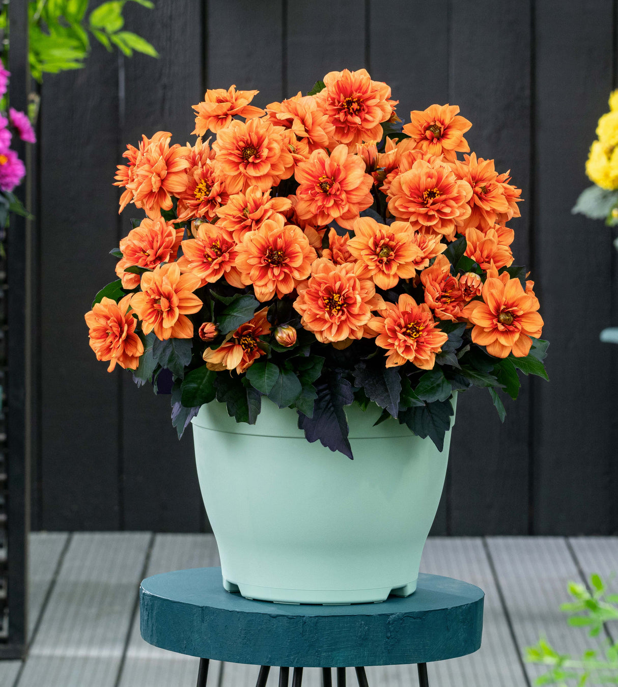 Daalia 'Orange' 3 kpl