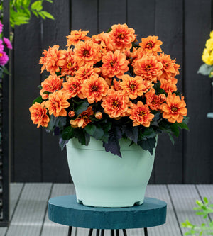 Daalia 'Orange' 3 kpl