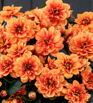 Daalia 'Orange' 3 kpl