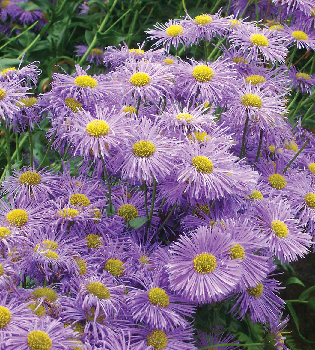 3 kpl Jalokallioinen 'Azure Beauty'