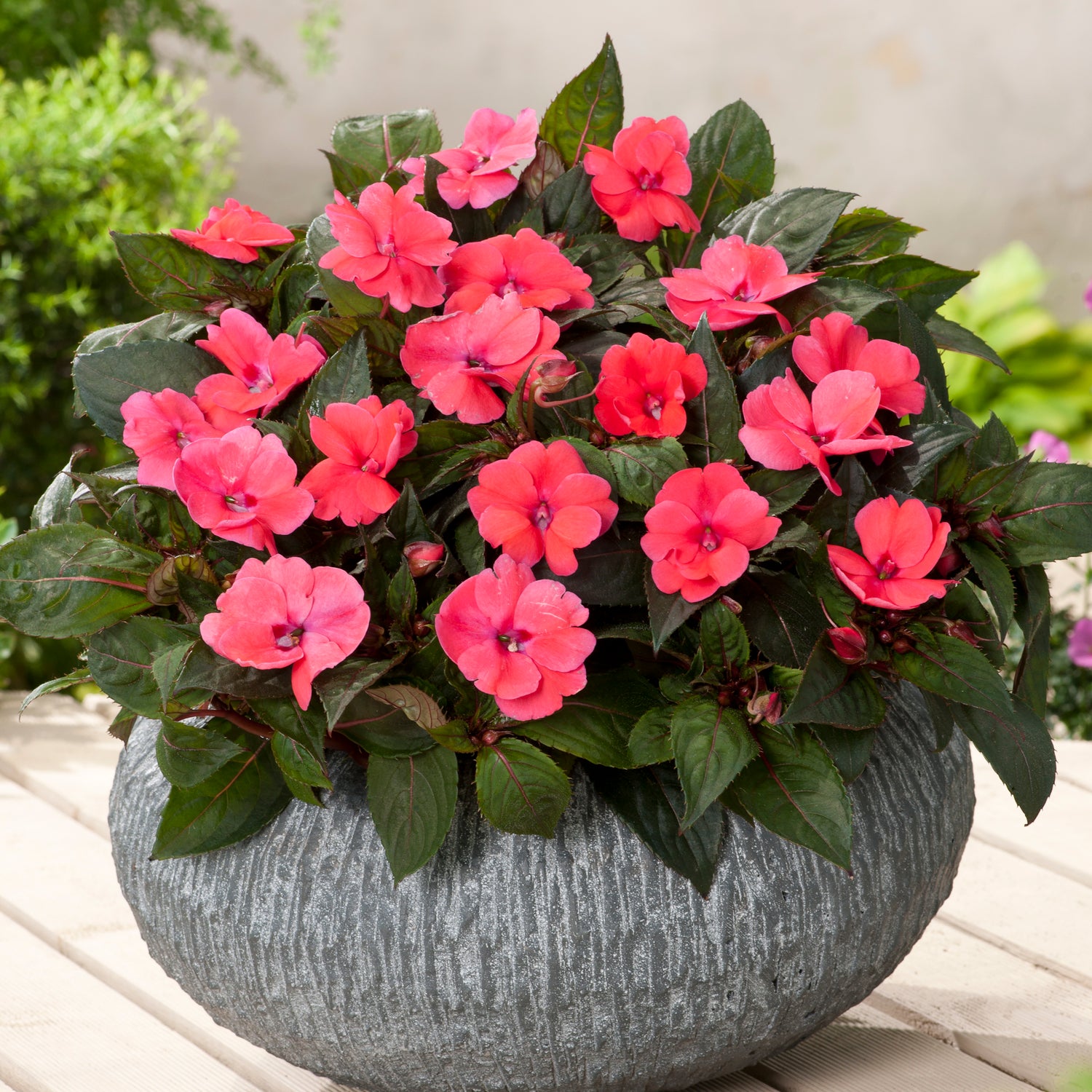 4 kpl Aurinkoliisa ’Deep Rose'