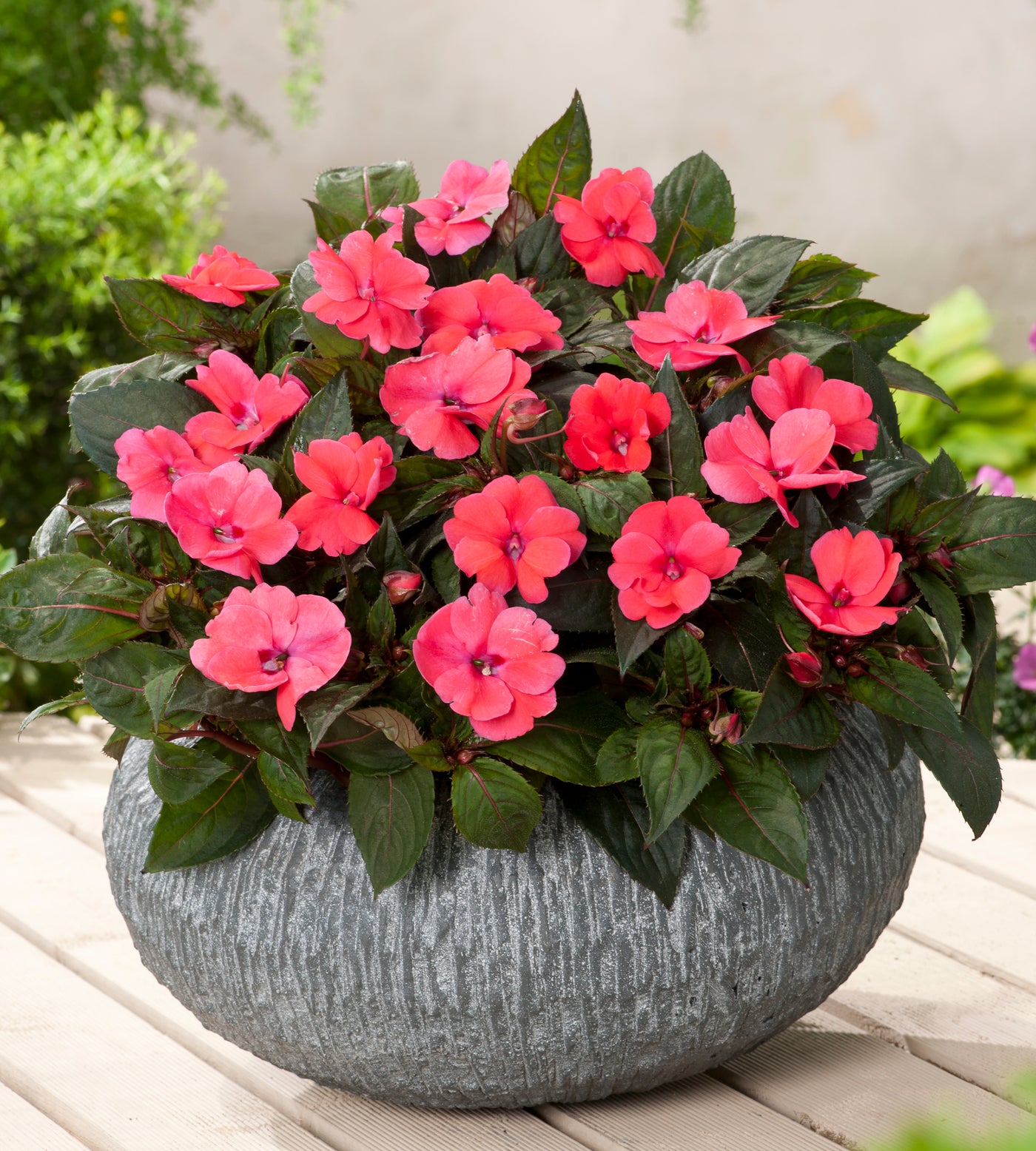 4 kpl Aurinkoliisa ’Deep Rose'