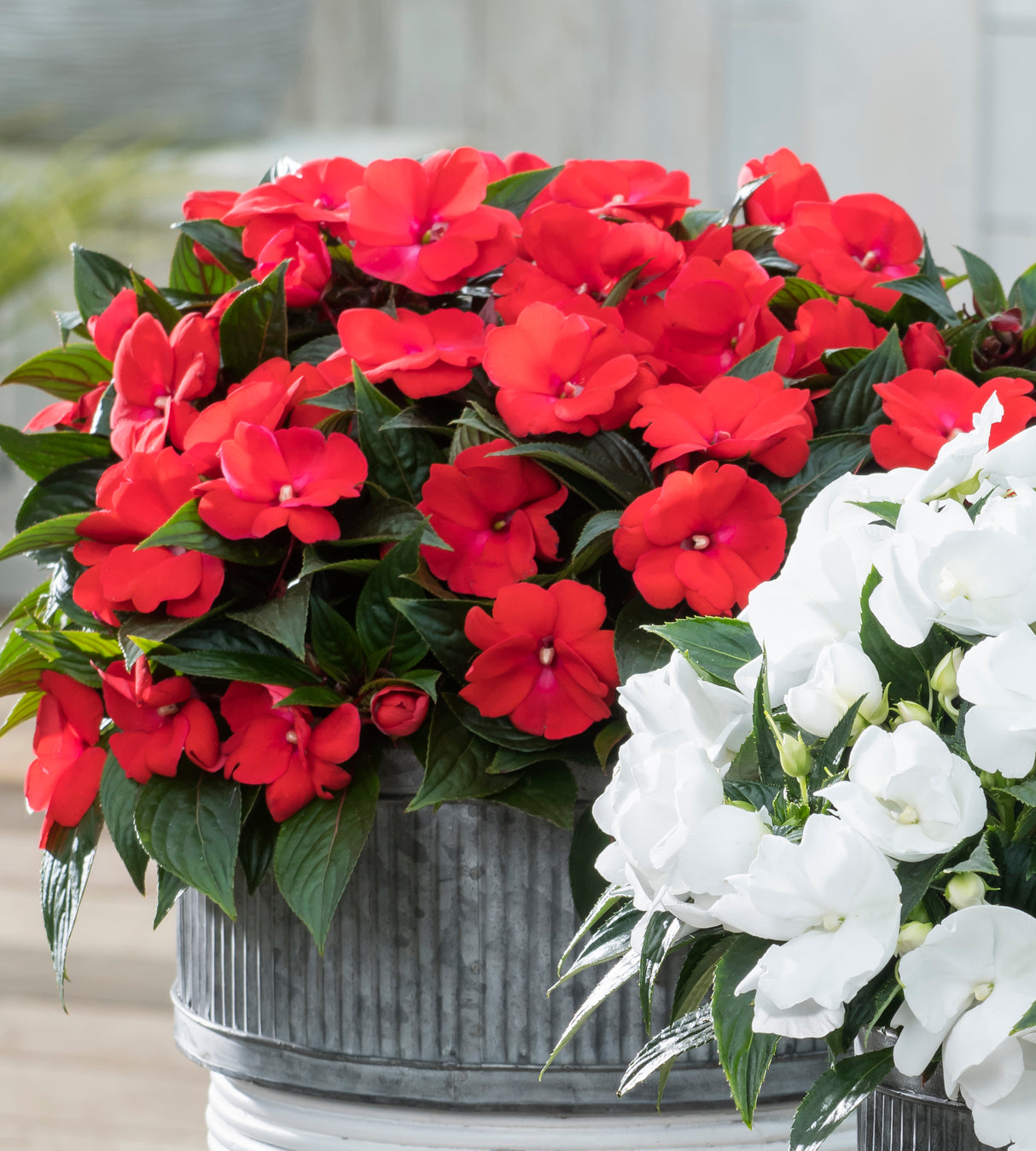 4 kpl Aurinkoliisa ’Red'