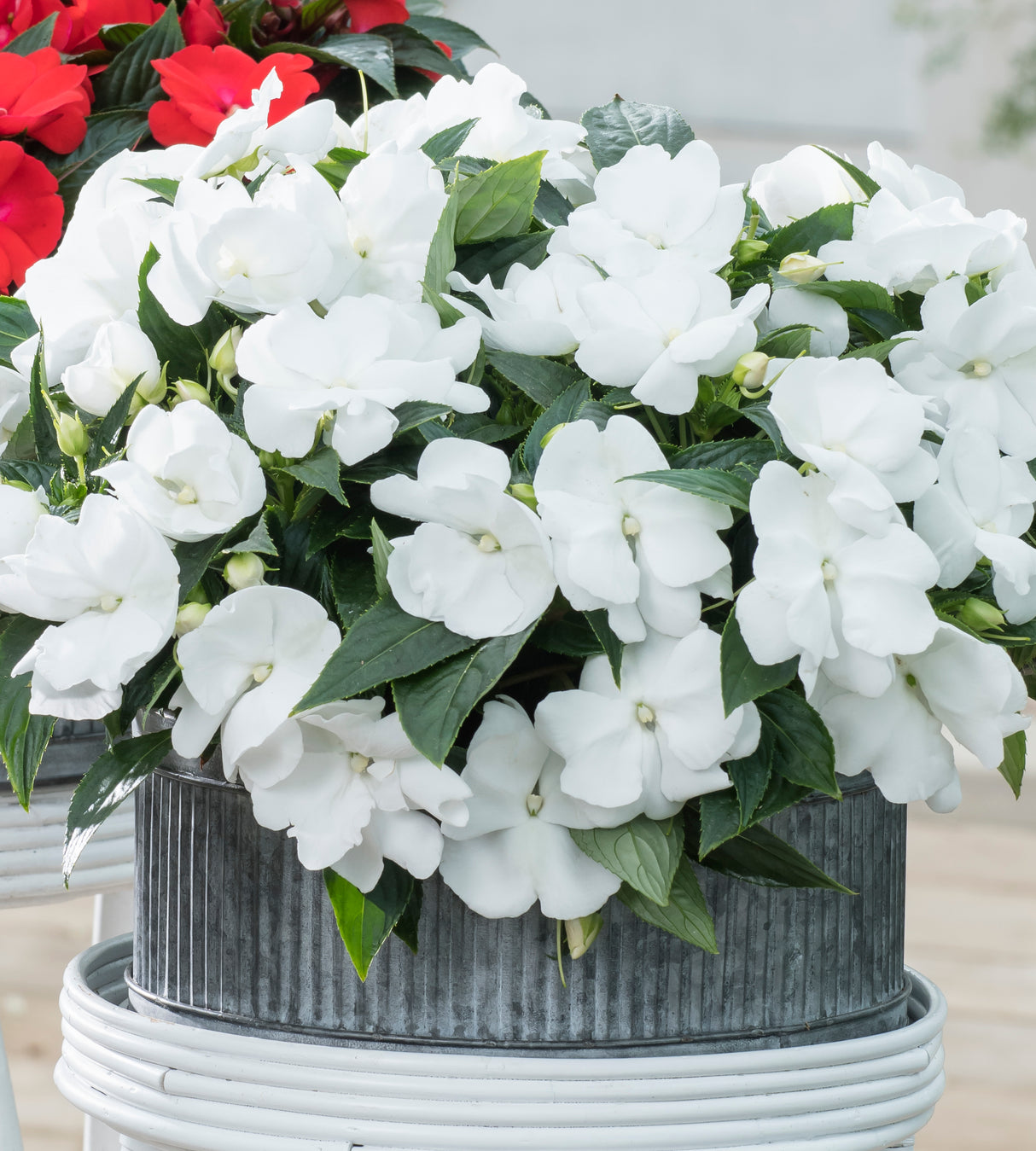4 kpl Aurinkoliisa ’White'