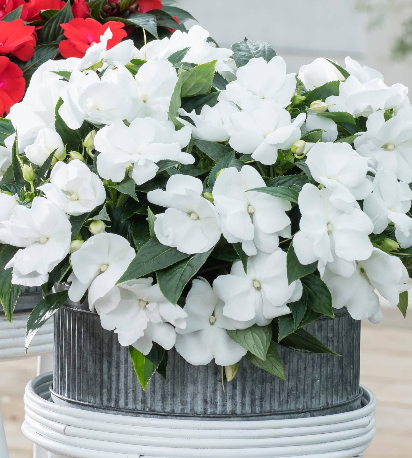 4 kpl Aurinkoliisa ’White'