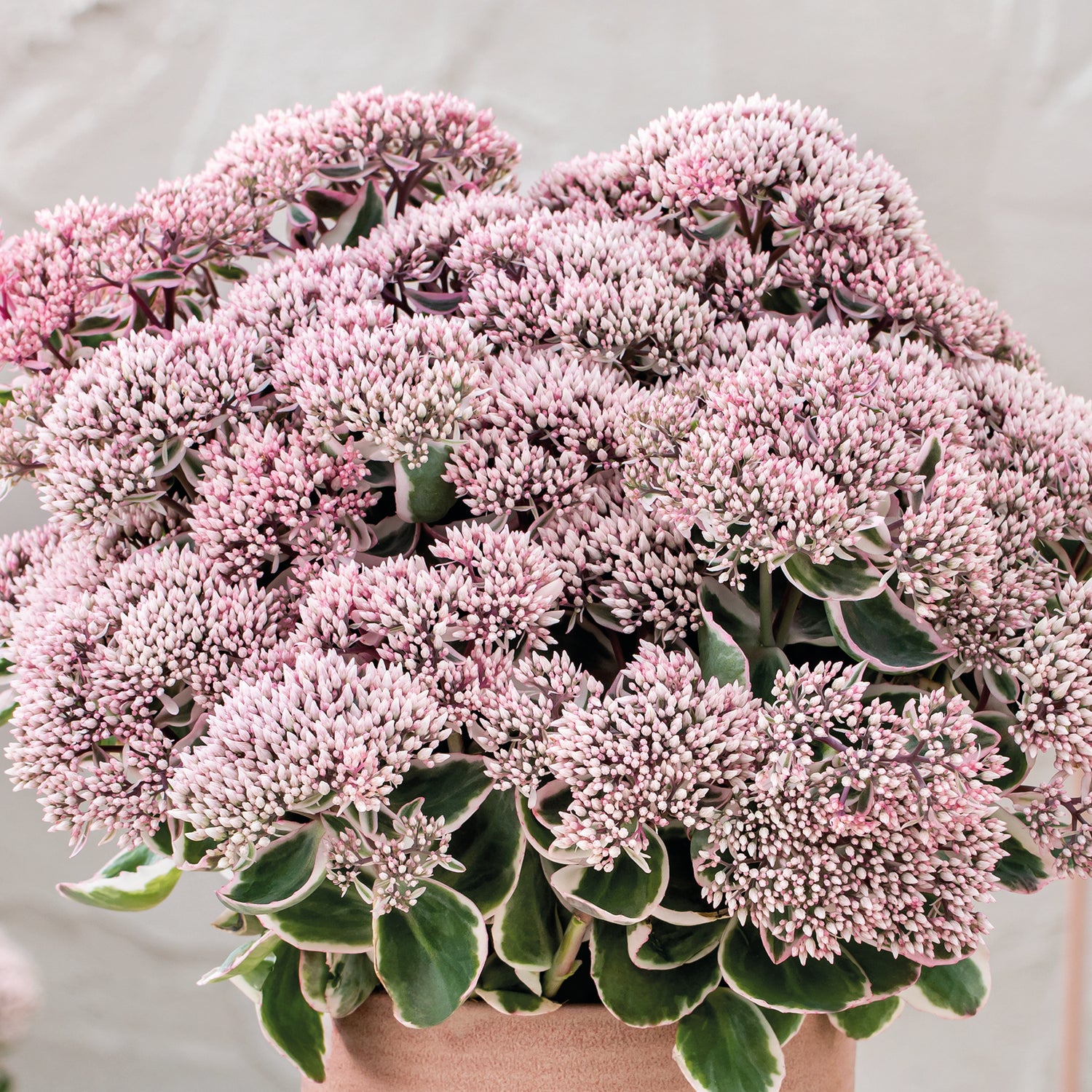3 kpl Isomaksaruoho 'La Vie En Rosa'