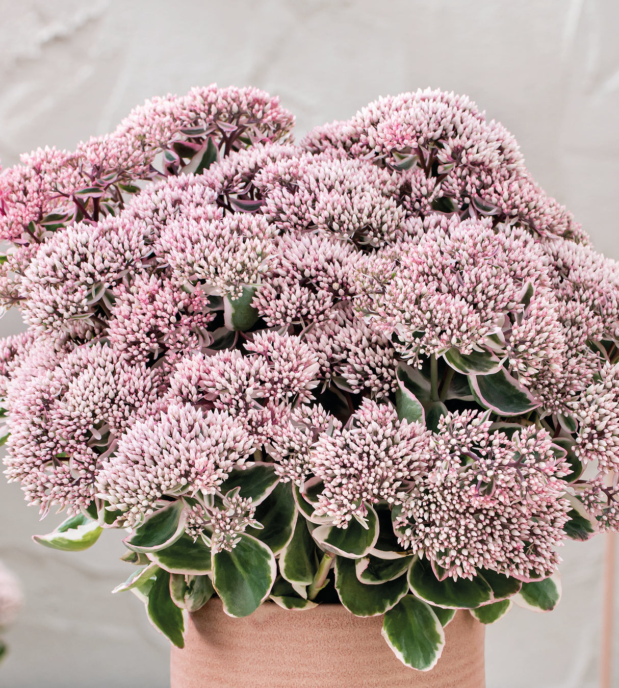 3 kpl Isomaksaruoho 'La Vie En Rosa'