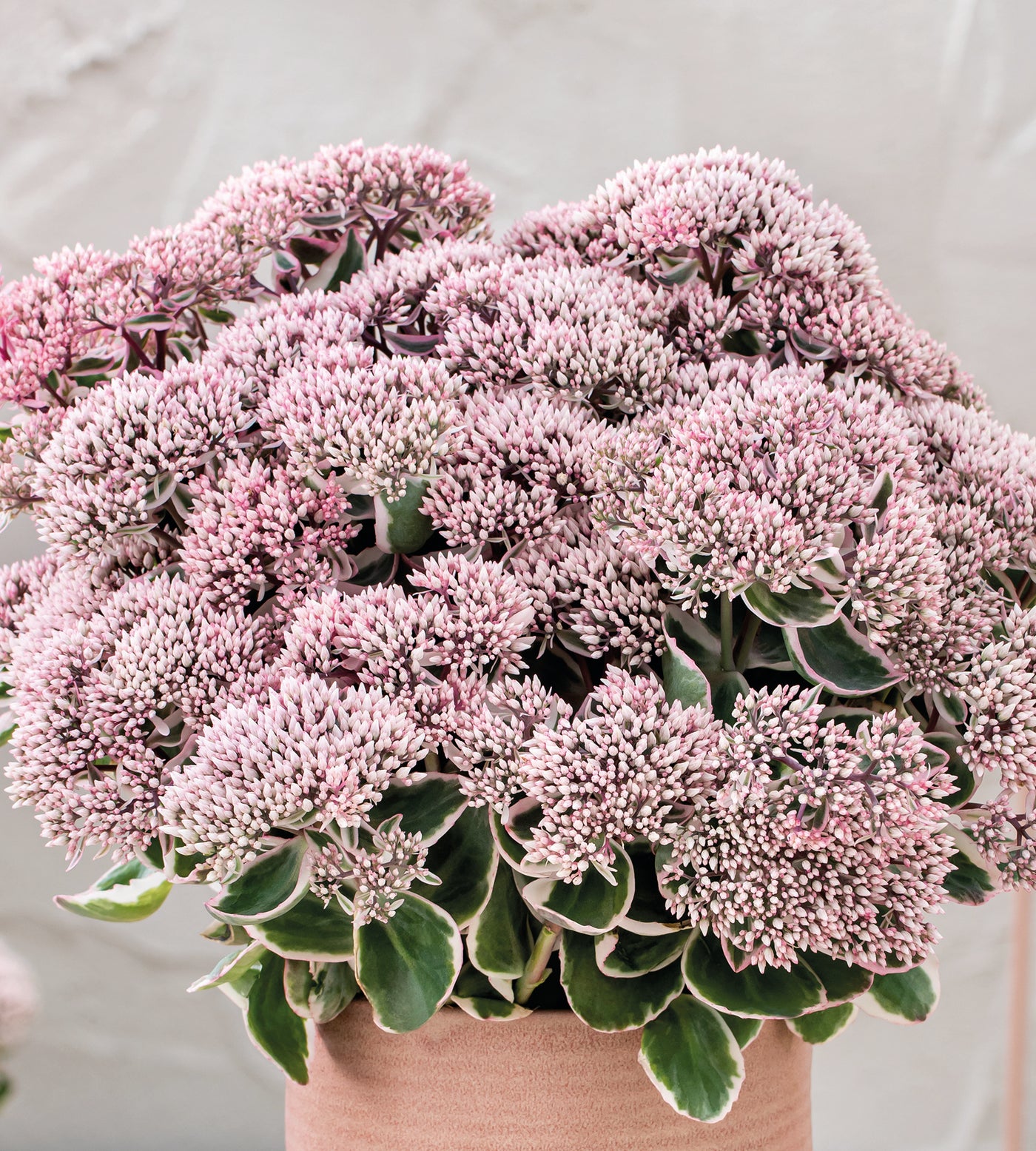 3 kpl Isomaksaruoho 'La Vie En Rosa'