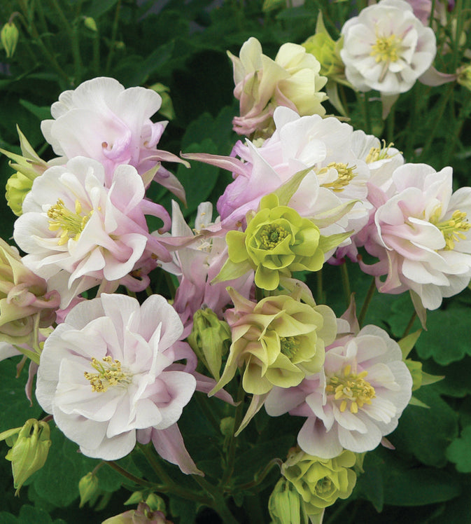 1 kpl Akileija ’Winky Double Rose White’