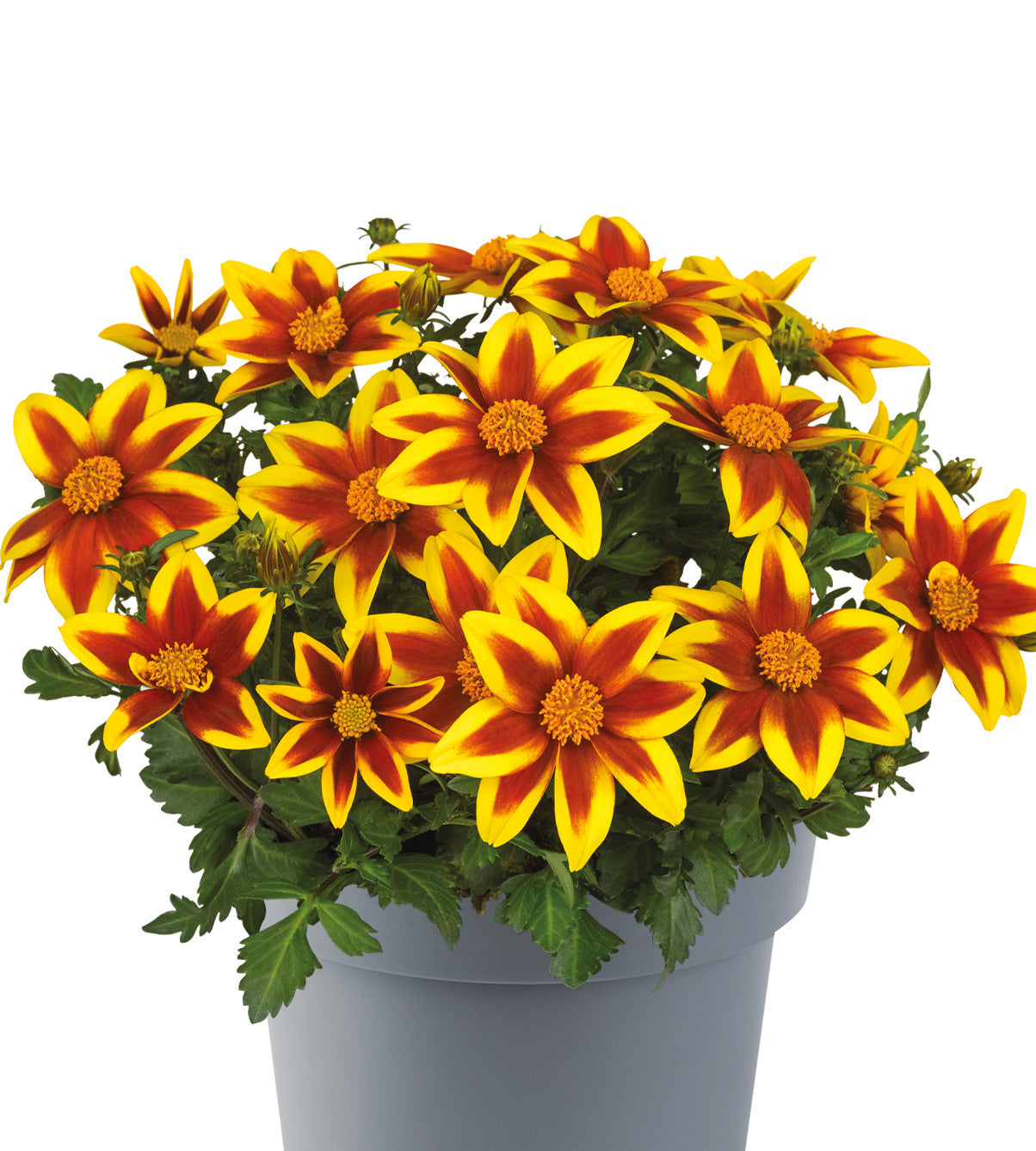 5 kpl Rusokki 'Blazing Star'