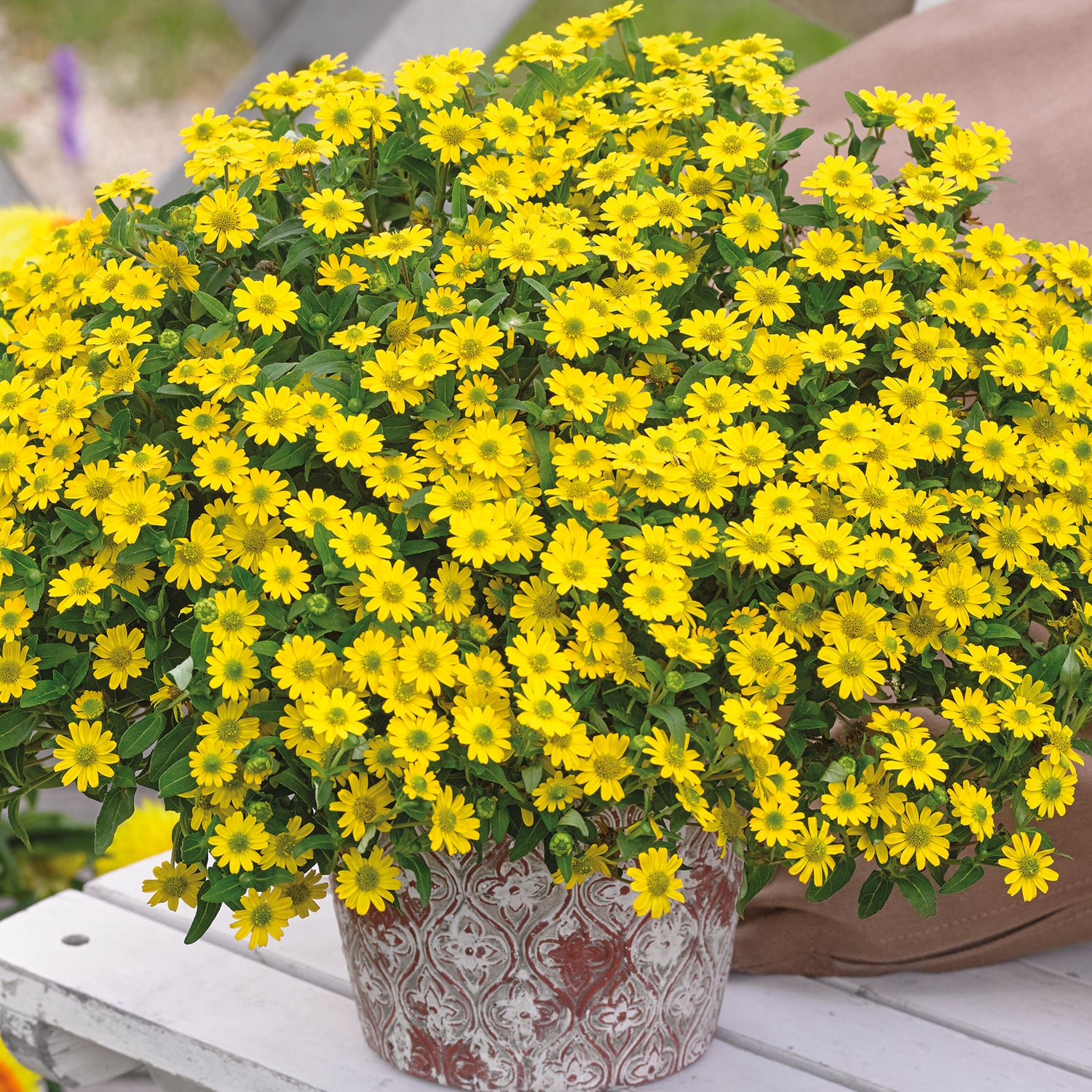 Huovinkukka ’Bright Yellow’ 5 kpl