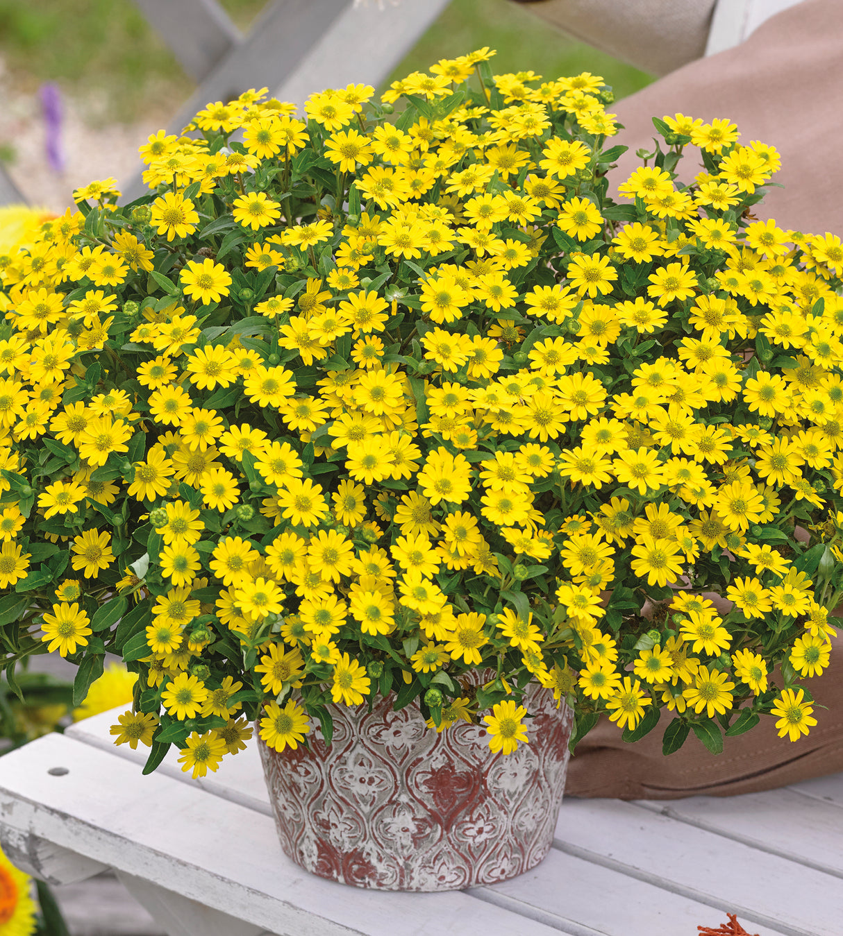 Huovinkukka ’Bright Yellow’ 5 kpl