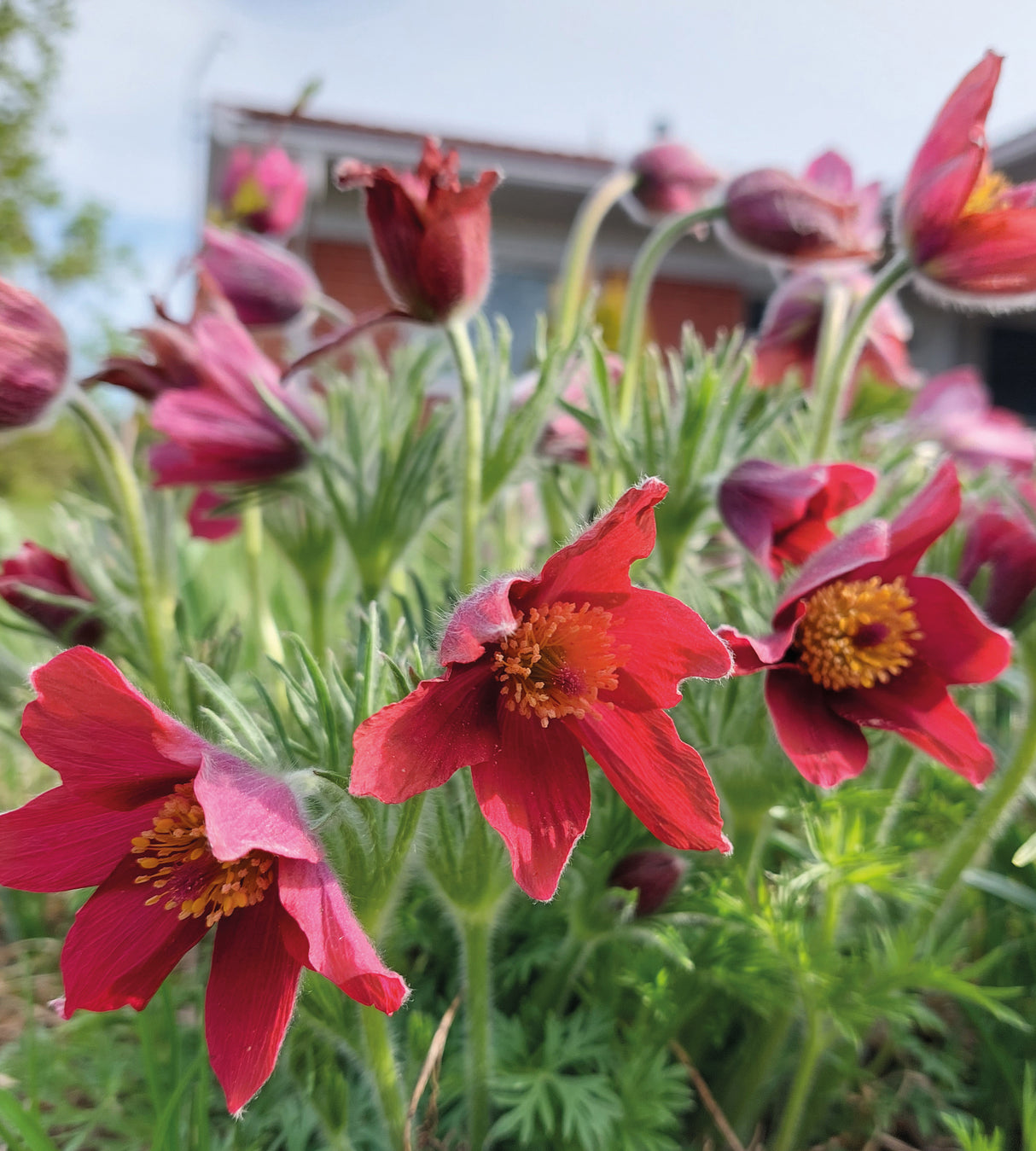 3 kpl Tarhakylmänkukka ’Pulsar Red Shades’