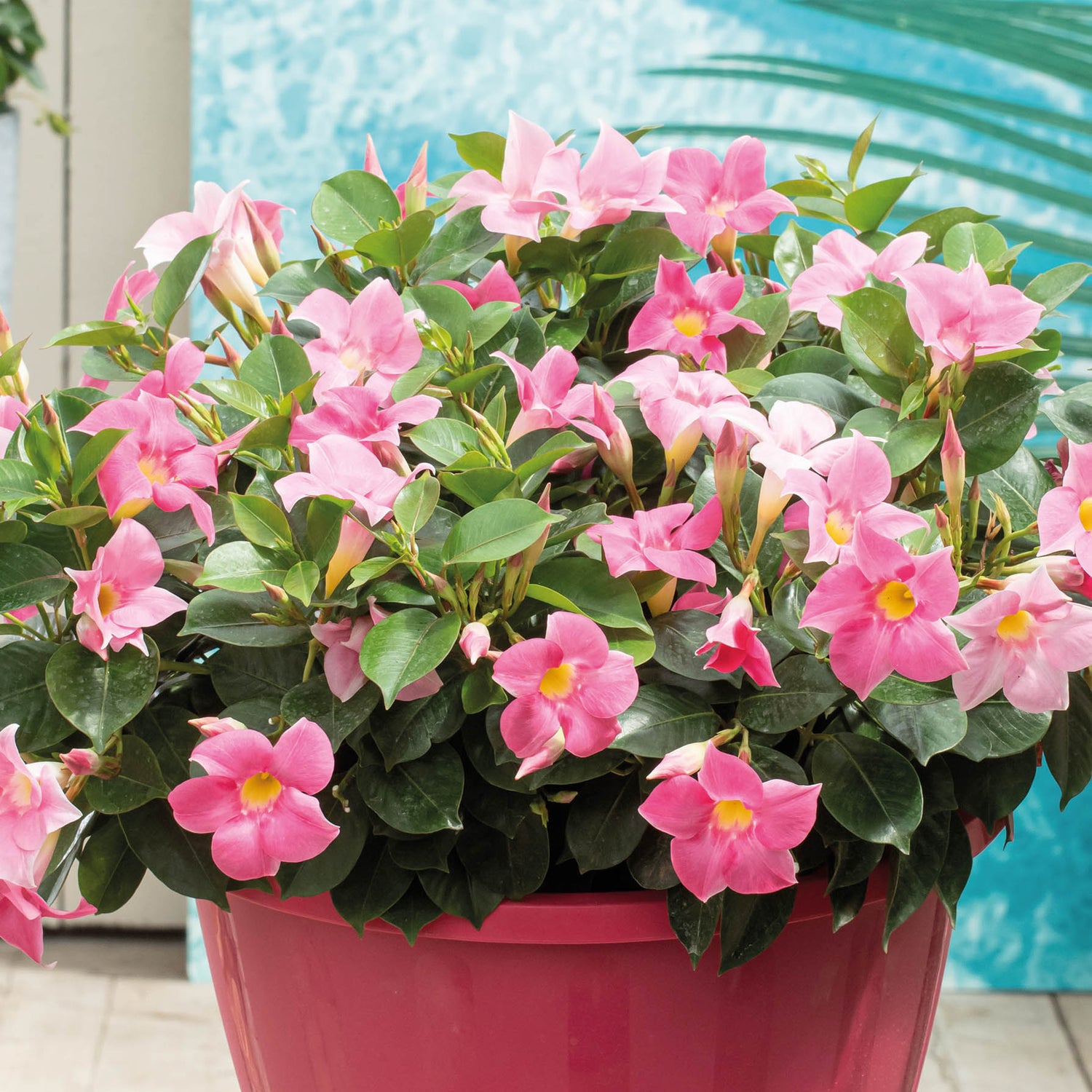3 kpl Maljaköynnös ’Jade Rose'