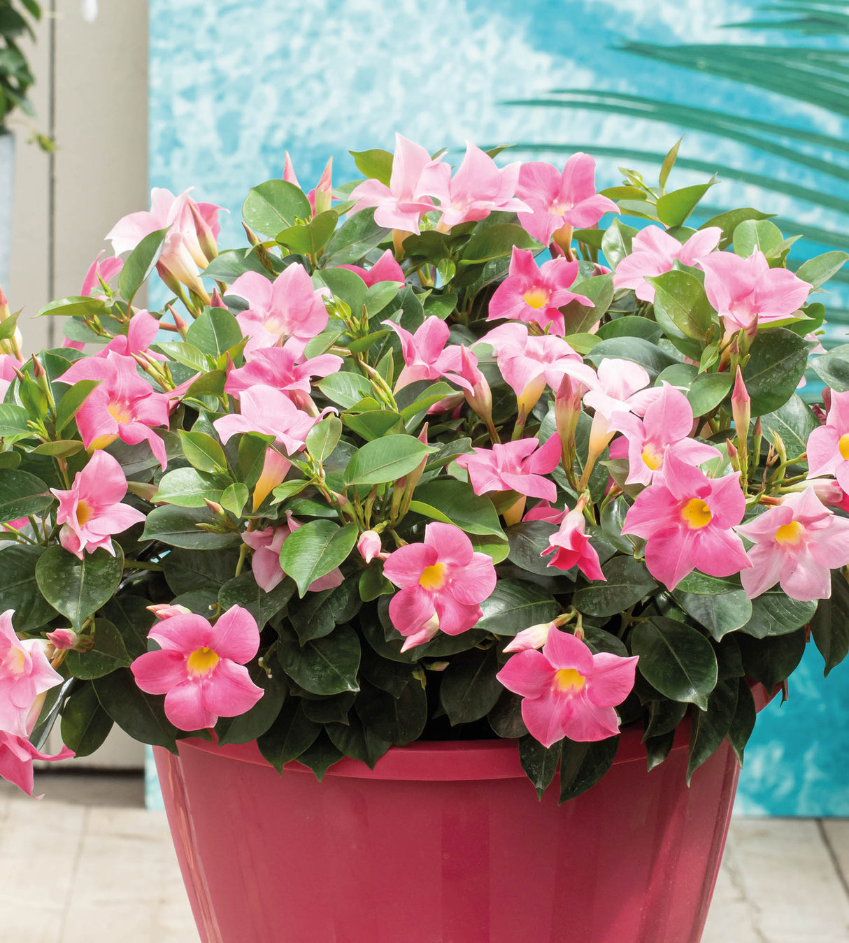 3 kpl Maljaköynnös ’Jade Rose'