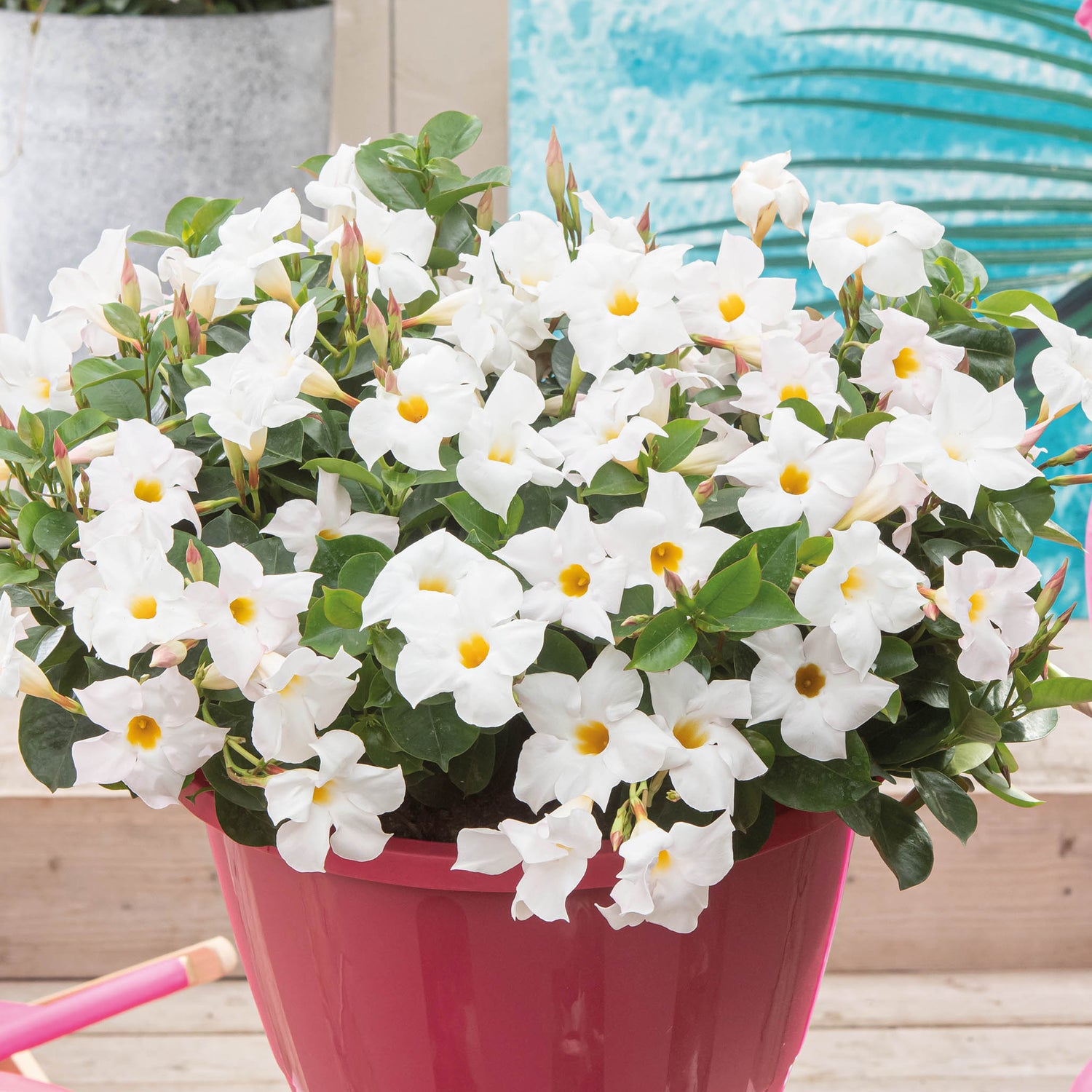 3 kpl Maljaköynnös ’Jade White'