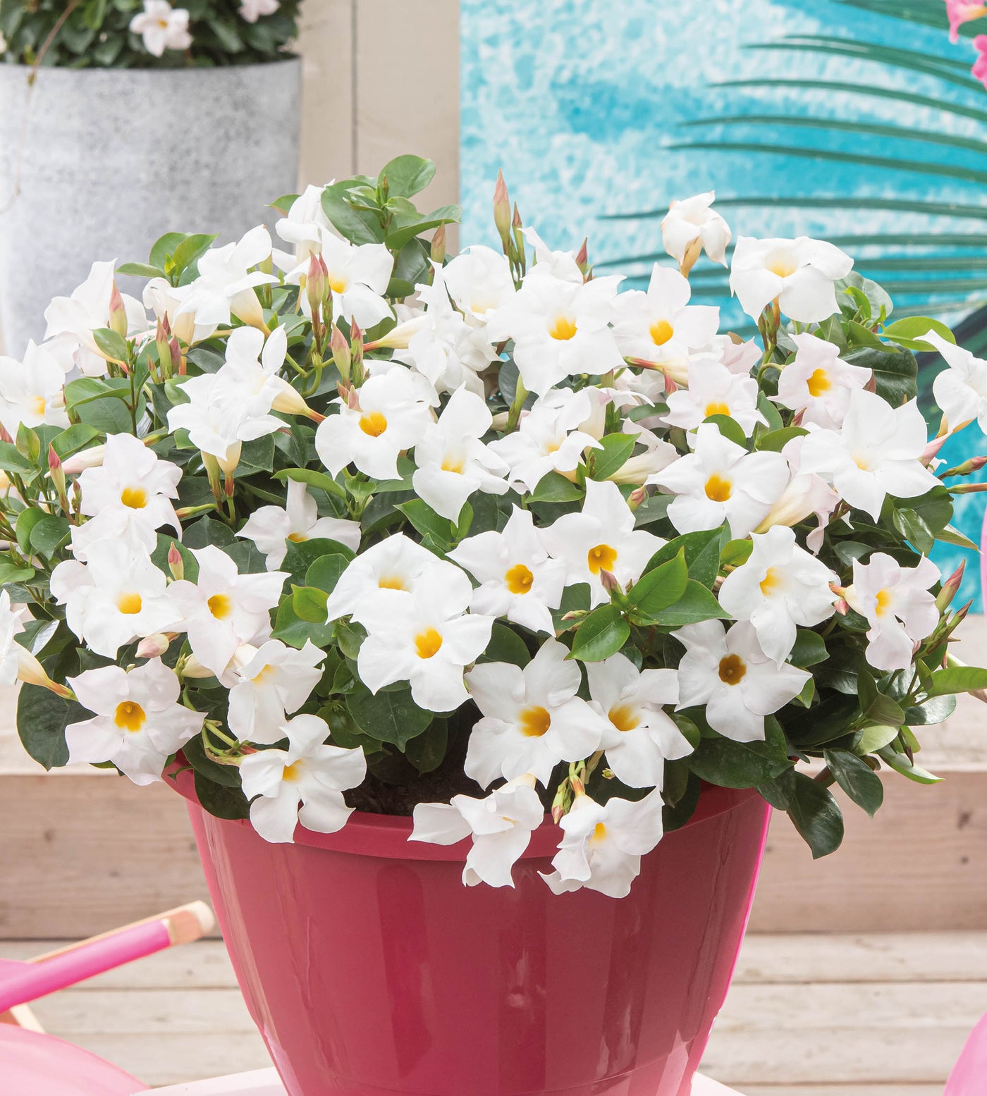 3 kpl Maljaköynnös ’Jade White'