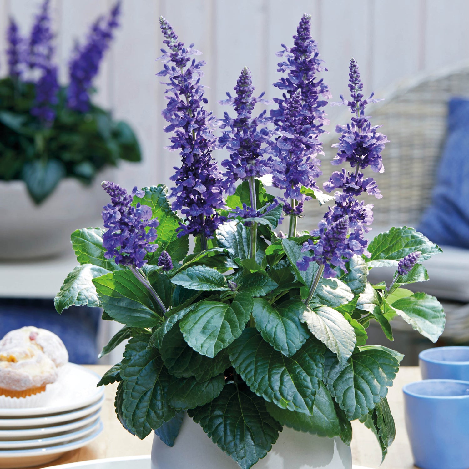 Salvia ’Mysty Blue’ 3 kpl