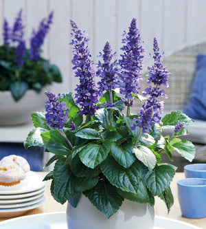 Salvia ’Mysty Blue’ 3 kpl