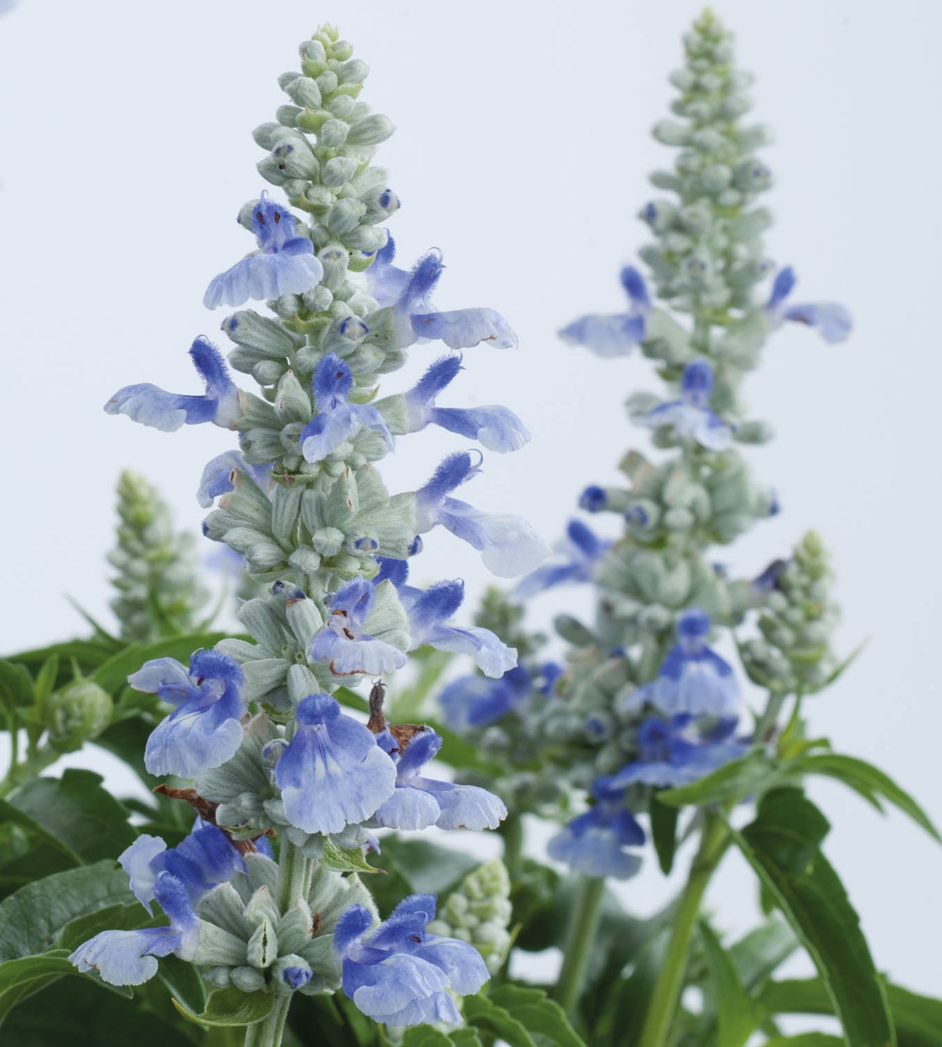 3 kpl Salvia ’Sky Blue’