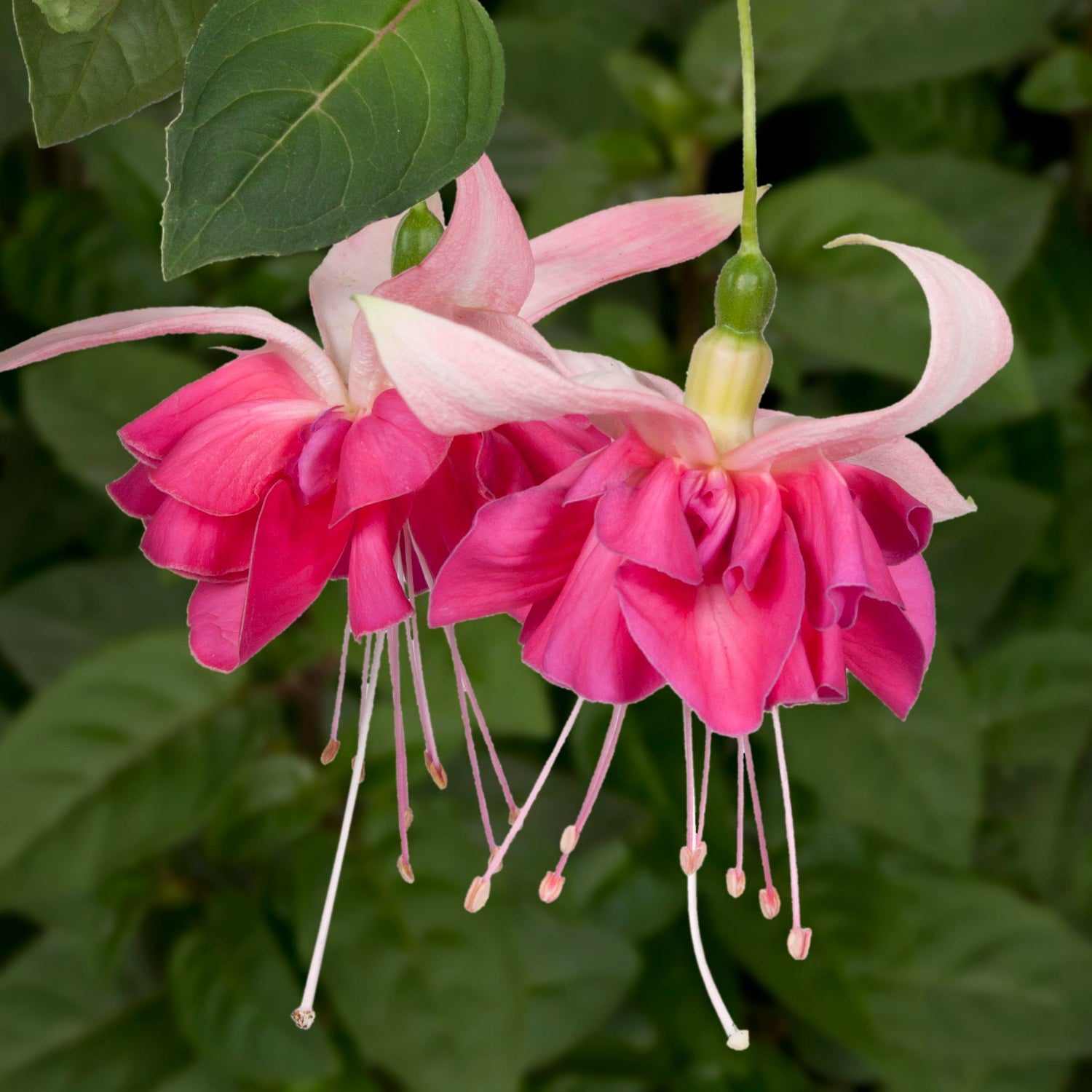 3 kpl Verenpisara 'Bella Rosella'