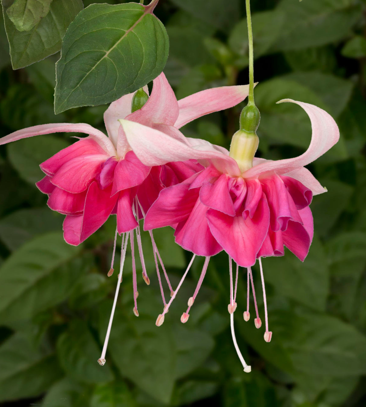 3 kpl Verenpisara 'Bella Rosella'