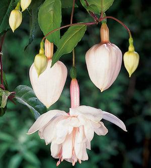 Verenpisara 'Pink Marshmallow' 3 kpl