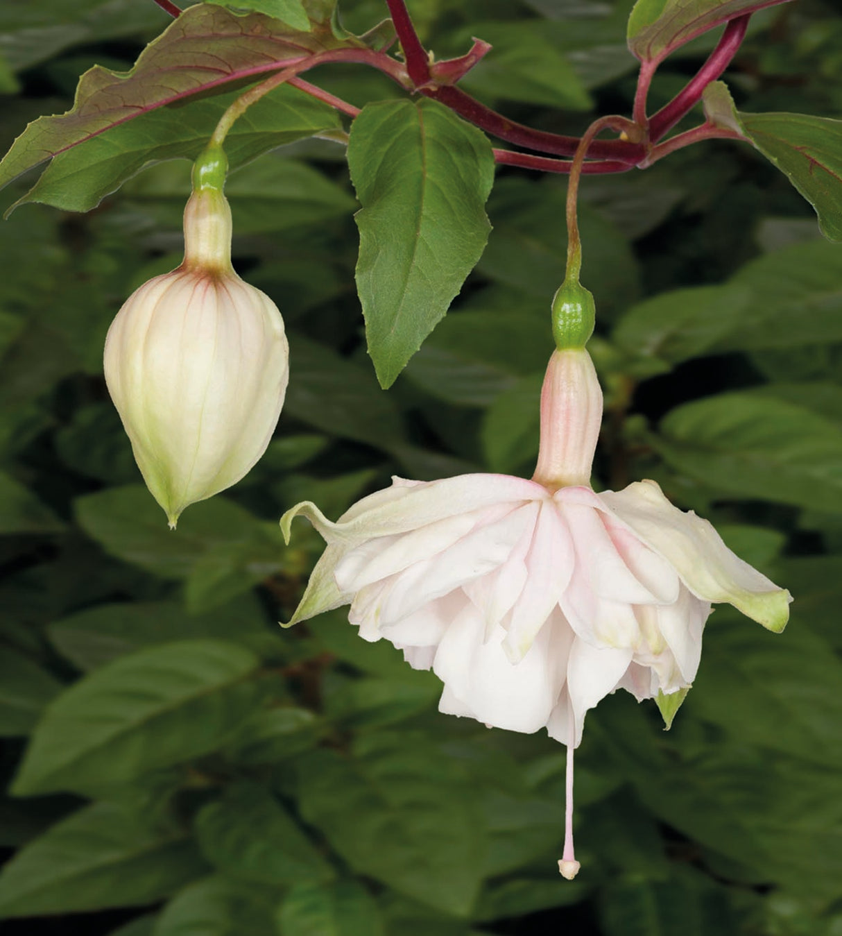 Verenpisara 'Pink Marshmallow' 3 kpl